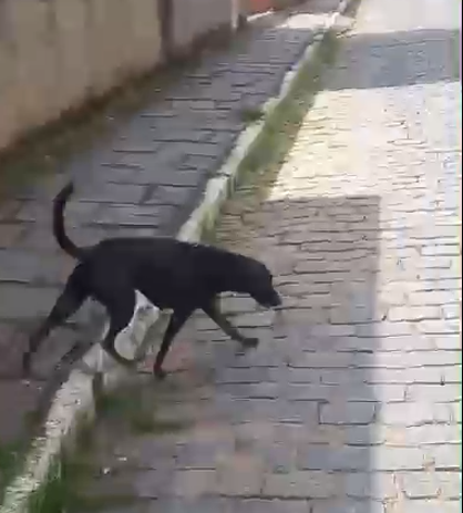 Foto do animal